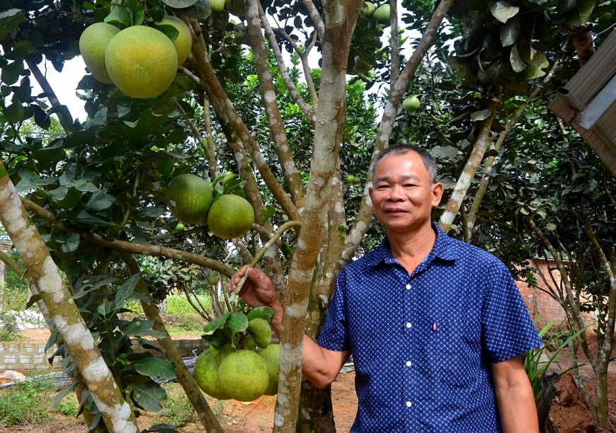 Ông Nhân giới thiệu “bưởi da xanh Hòa Ninh”