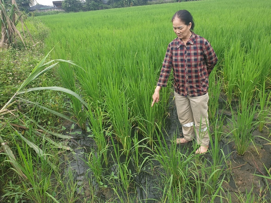 Đình ông Thuấn bức xúc vì than của Công ty Phúc Ngọc tràn cả ra ruộng ảnh hưởng tới cây lúa 