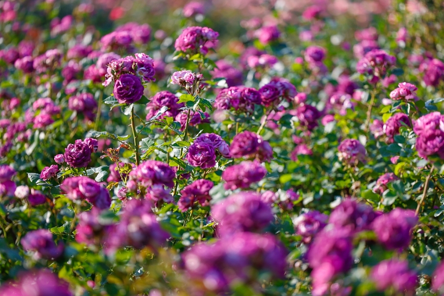 Thung lũng hoa hồng lớn nhất Việt Nam có diện tích 50.000 m2 và hơn 300.000 gốc hoa hồng.