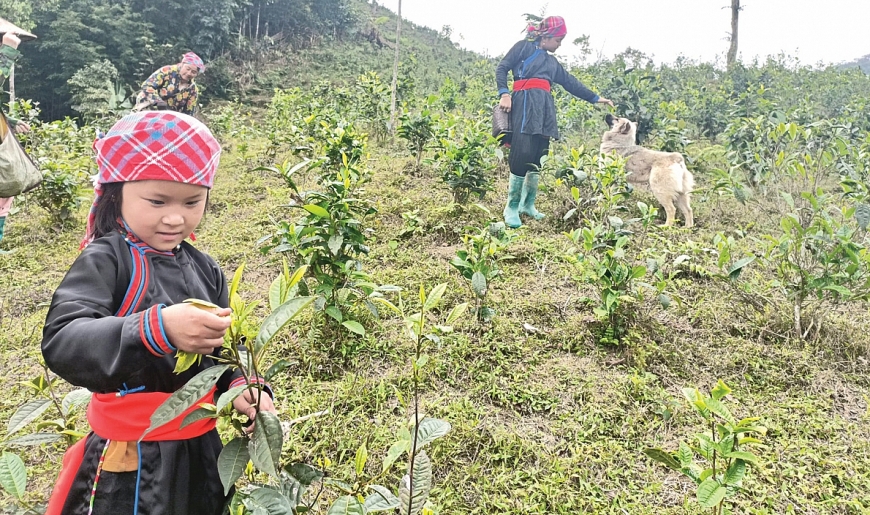 Bản Liền vào Hạ