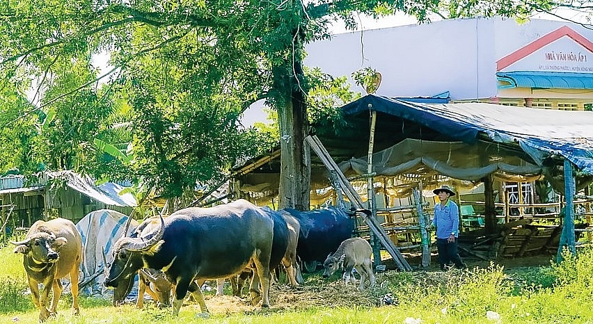 Ông Nguyễn Văn Đức, con trai cụ Đực chăm đàn trâu của gia đình.