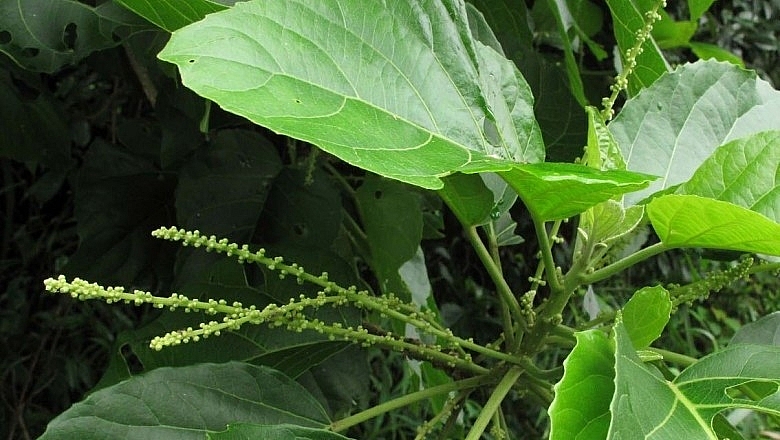 Lộc mại có tác dụng chữa bệnh nhưng phải dùng theo chỉ định  của bác sĩ.