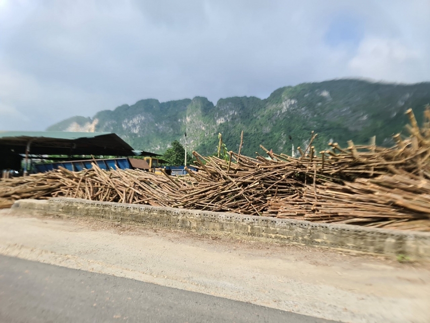 Buông lỏng quản lí đối với các cơ sở sản xuất, chế biến gỗ dăm