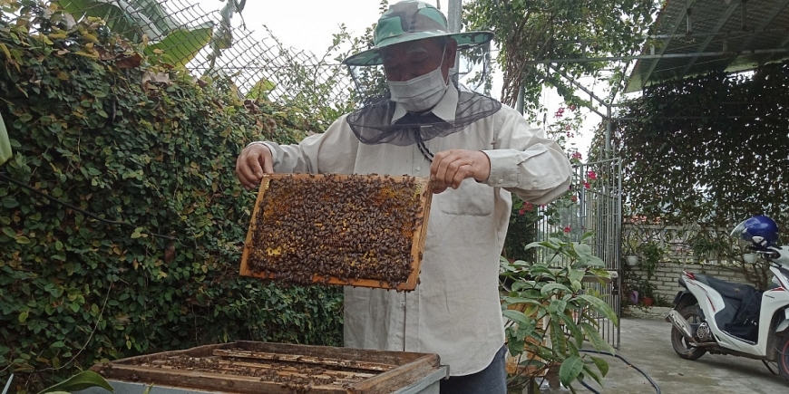 Mô hình nuôi ong lấy mật đem lại thu nhập cao cho gia đình.