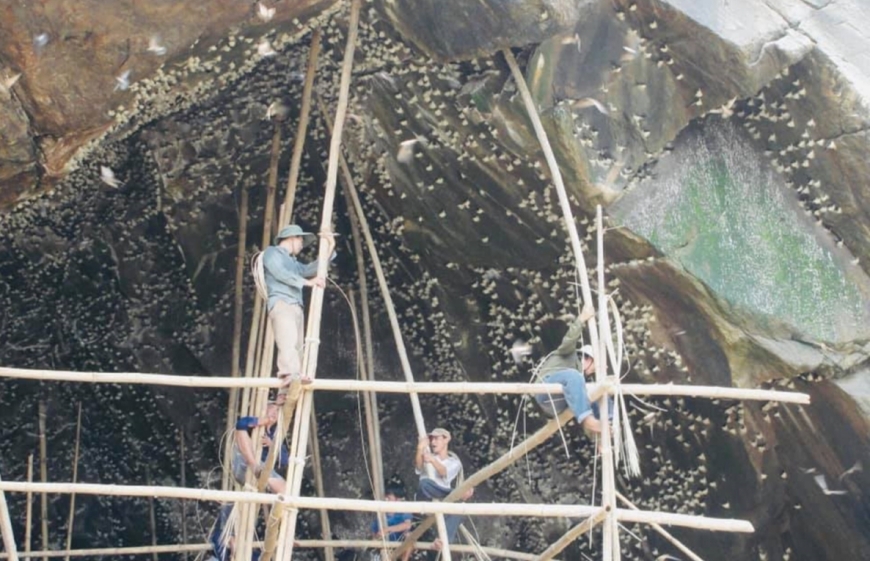 Việc dựng giàn tre trong hang núi mất nhiều công sức và thời gian.