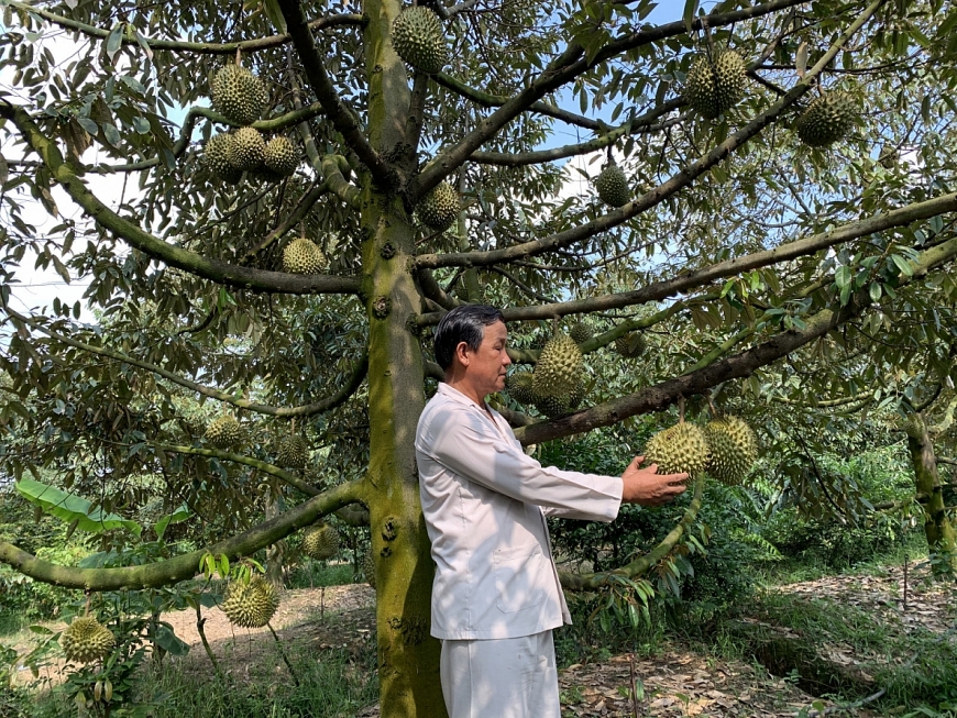 NCT Võ Văn Em trồng sầu riêng R6 trong vườn nhà mình.