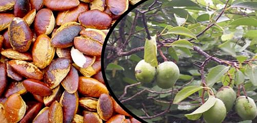 Thương nhớ Kơ nia