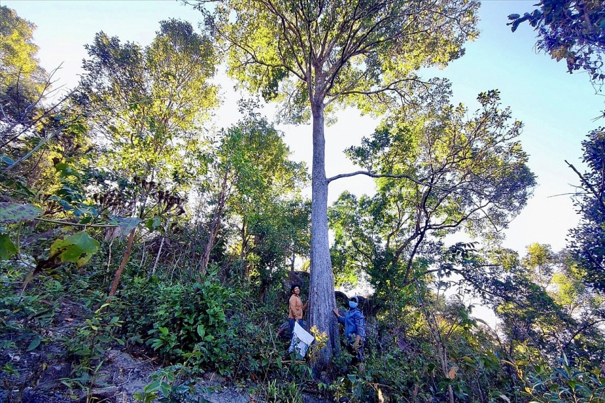 Cây Kơ nia là biểu tượng của Tây Nguyên