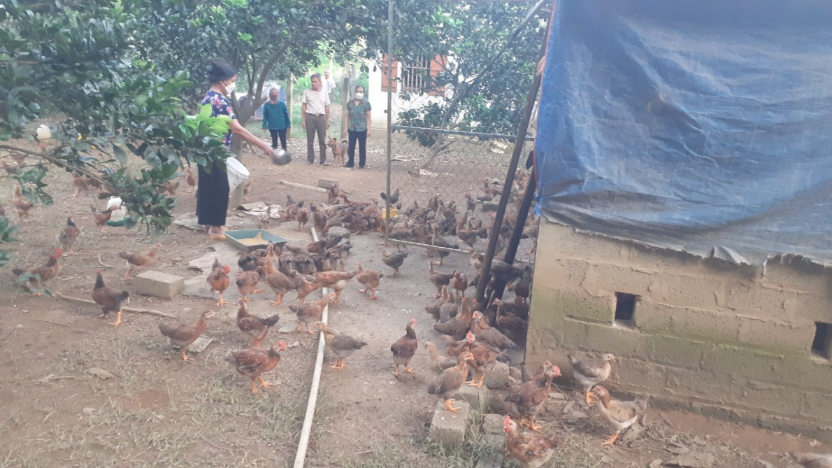Bà Bình và mô hình chăn nuôi gà