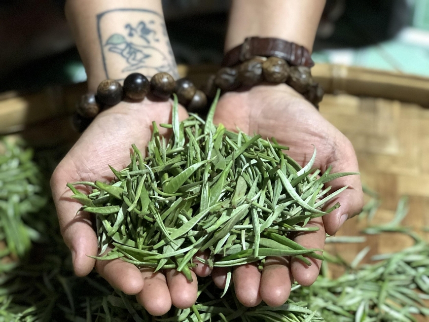 Nguyên liệu trà Shan tuyết cổ thụ Lai Châu