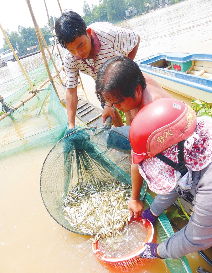 Cá linh  mùa nước nổi.