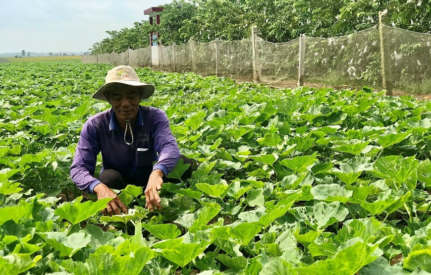 NCT Trần Bá Thuận đang chăm sóc vườn rau ứng dụng công nghệ cao.