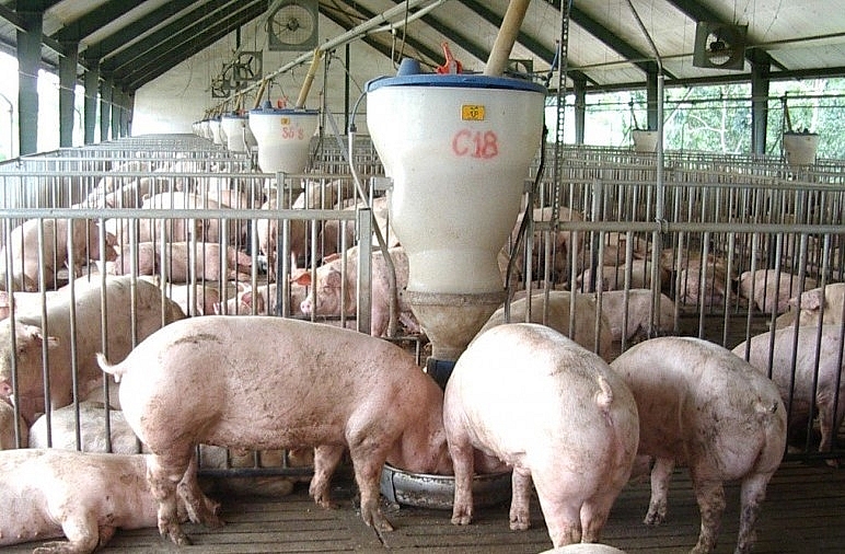 Trang trại nuôi lợn của ông Võ Tấn Lộc. 