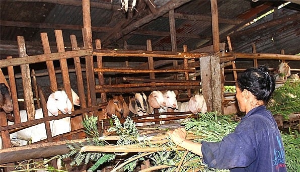 NCT nuôi dê thiệt đơn thiệt kép