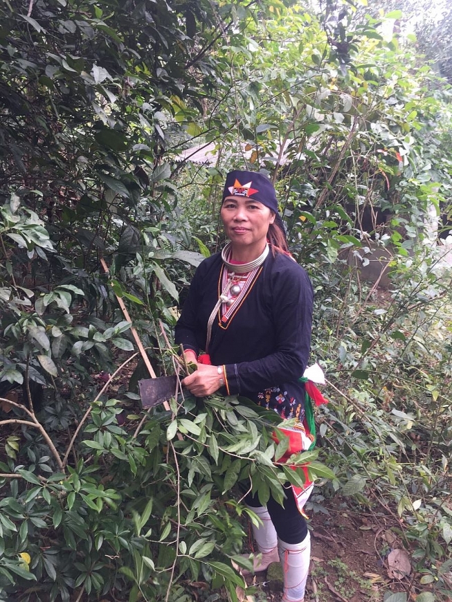 Một miền quê thảo dược