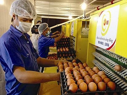 Trứng được xử lý và diệt khuẩn đạt chuẩn quốc tế về vệ sinh an toàn thực phẩm.