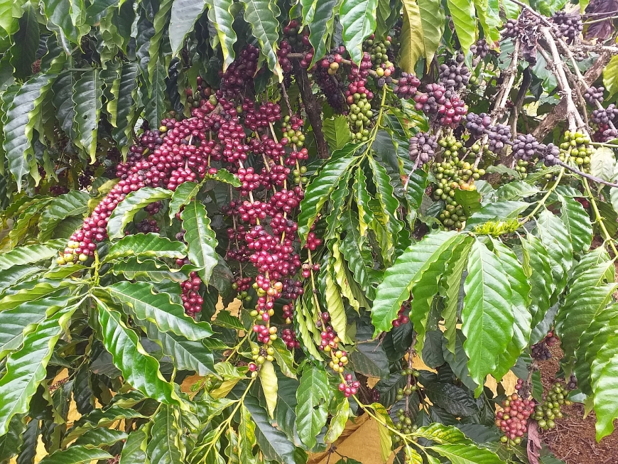 Nhộn nhịp mùa cà phê ở Tây Nguyên