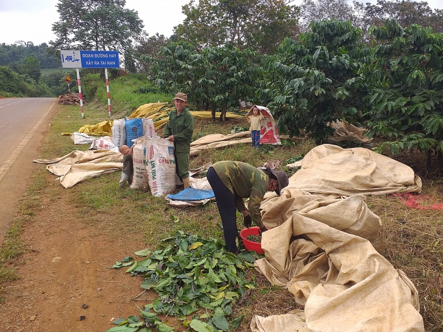 Nhộn nhịp mùa cà phê ở Tây Nguyên