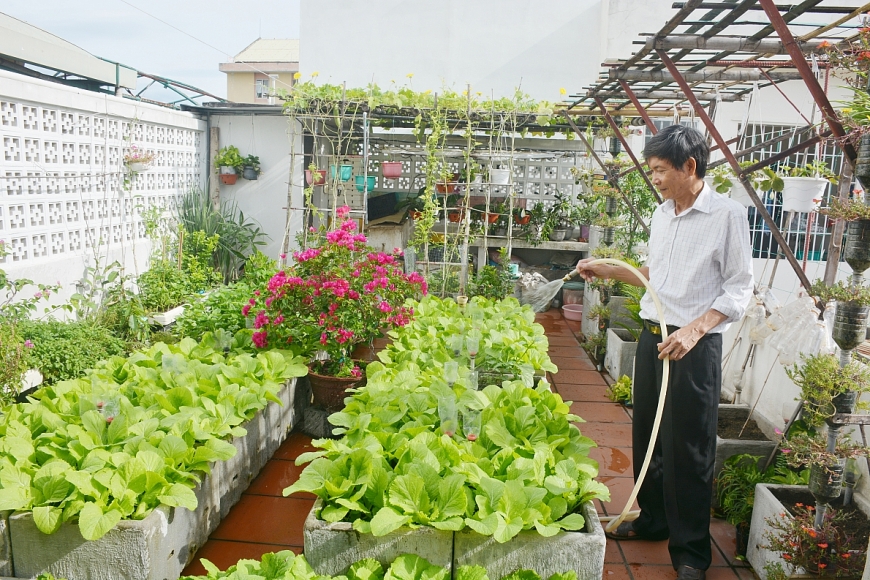 Ông Phạm Thanh Long tưới rau trên sân thượng. 