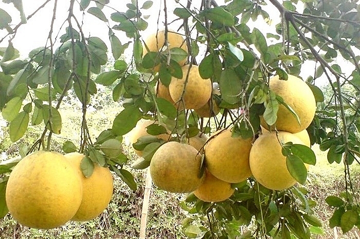 Mùa bưởi chín bên dòng Lô giang