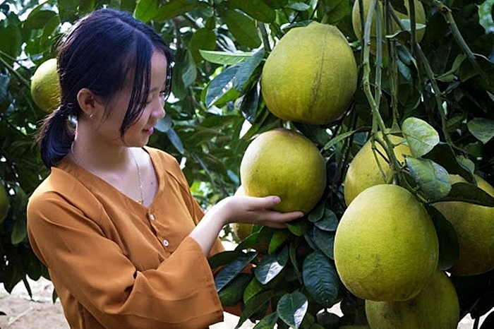 Mùa bưởi chín bên dòng Lô giang