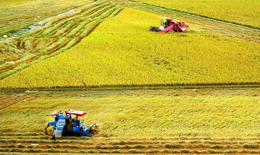 Đề án 1 triệu hec-ta lúa chất lượng cao vùng ĐBSCL