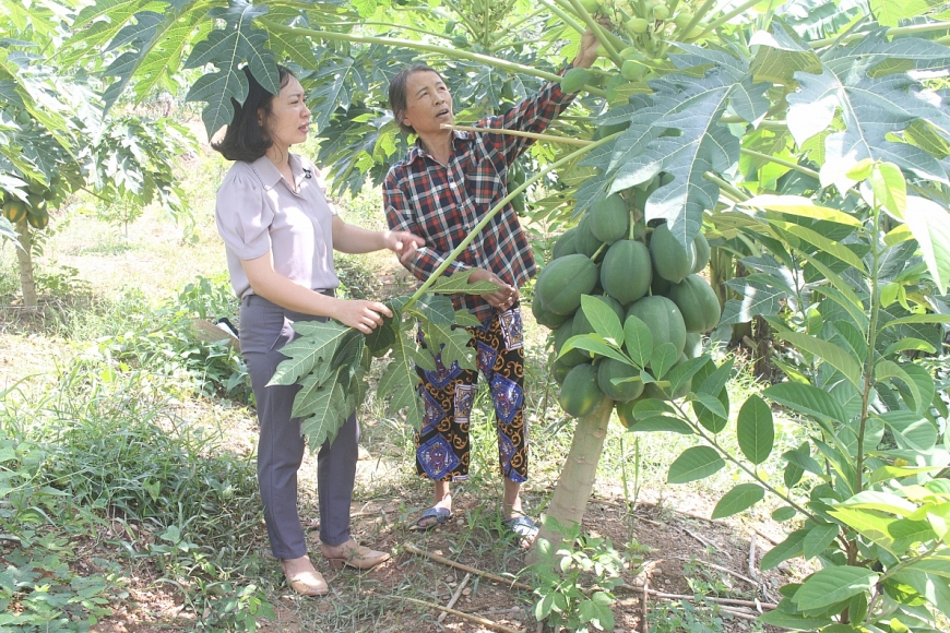 Bà Mầu (bên phải) đang giới thiệu về mô hình trồng cây đu đủ Thái cho thu nhập cao.