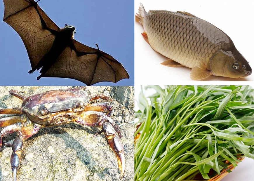 Sơn Tây tứ quý: Dơi mặt ngựa Sài Sơn, cá chép vàng Cấn Xá, cua kềnh Khánh Hiệp, rau muống Linh Chiểu (ảnh minh họa) 