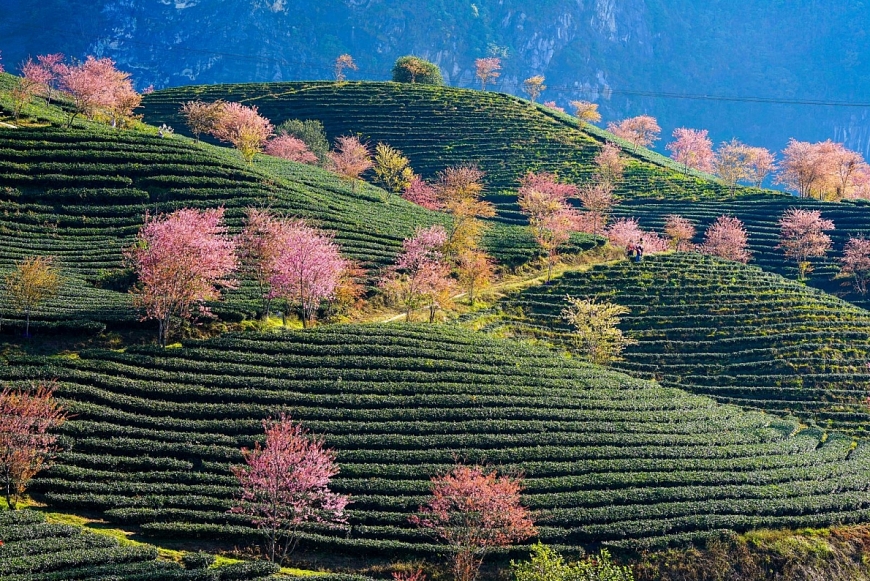 Sắc màu mai anh đào trên cao nguyên Ô Quy Hồ