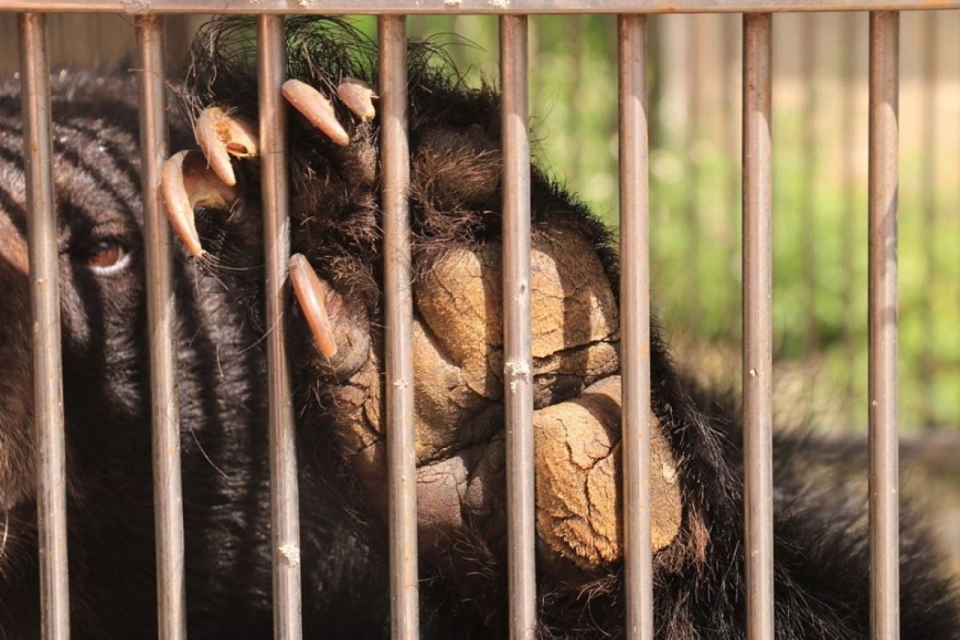  VietnamPlus Động vật hoang dã dần tuyệt chủng khiến cuộc sống con người bị đe dọa