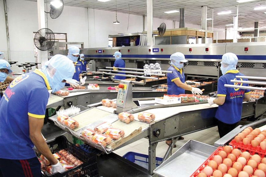 Dây chuyền đóng gói trứng sạch của Doanh nghiệp Ba Huân.