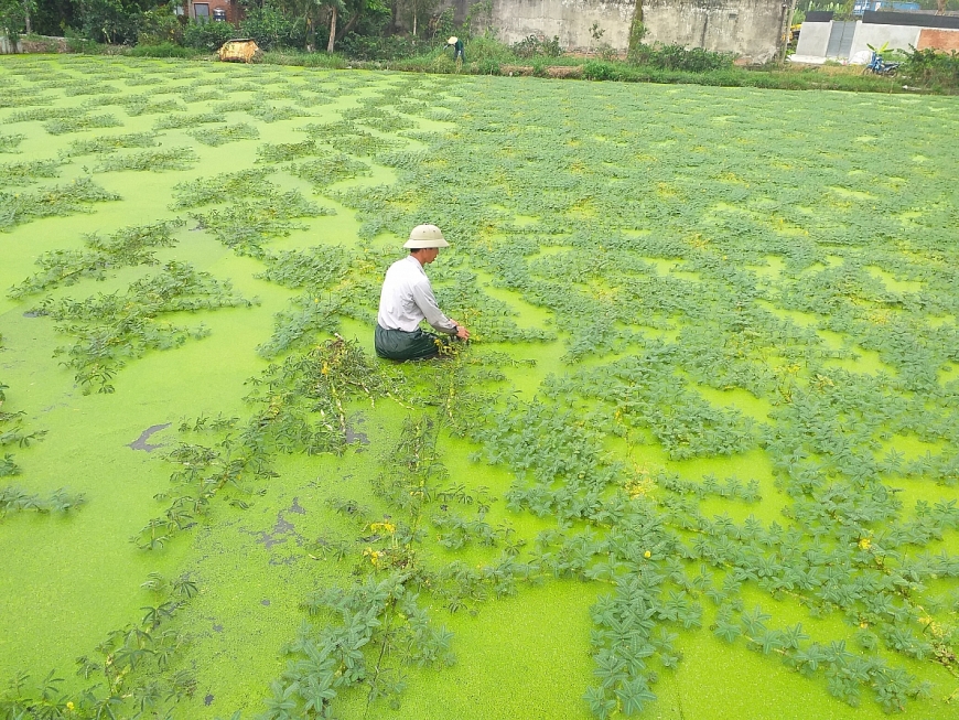 Người trồng rau nhút phải hàng ngày ngâm mình, phải lội ruộng vô cùng vất vả cực nhọc...