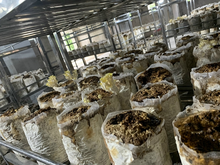 Nấm - dinh dưỡng vàng cho sức khỏe