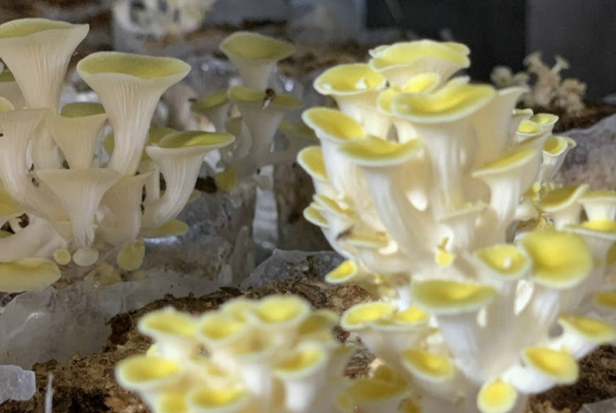 Nấm - dinh dưỡng vàng cho sức khỏe