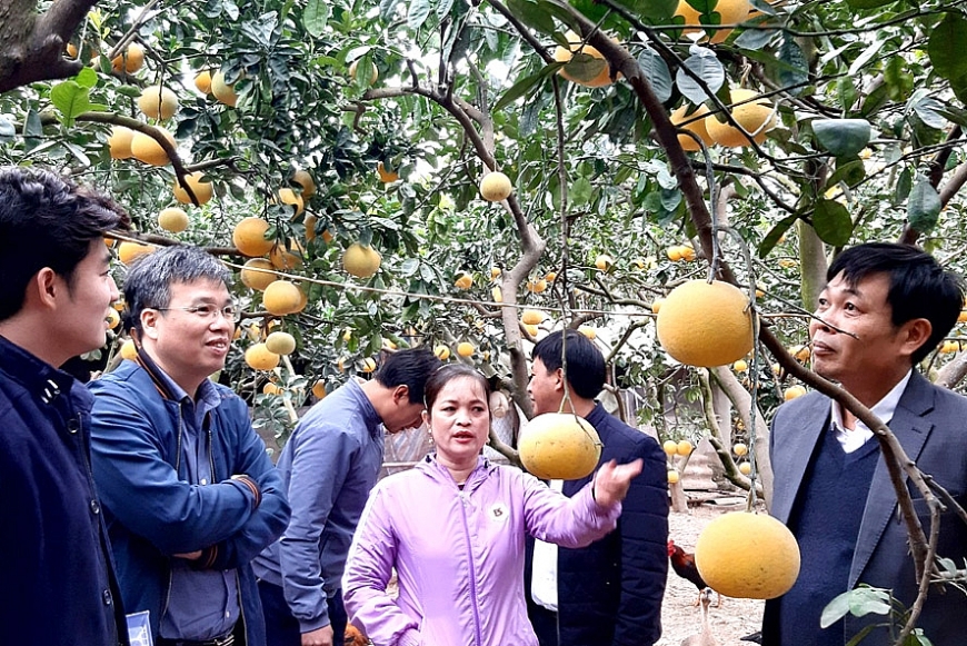 Vườn bưởi tôm vàng của gia đình chị Nguyễn Thị Hiền, thôn Trung Thành, xã Thượng Mỗ, huyện Đan Phượng.