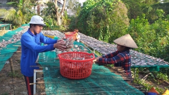 Làng cá khô Phú Thọ hối hả vào vụ Tết