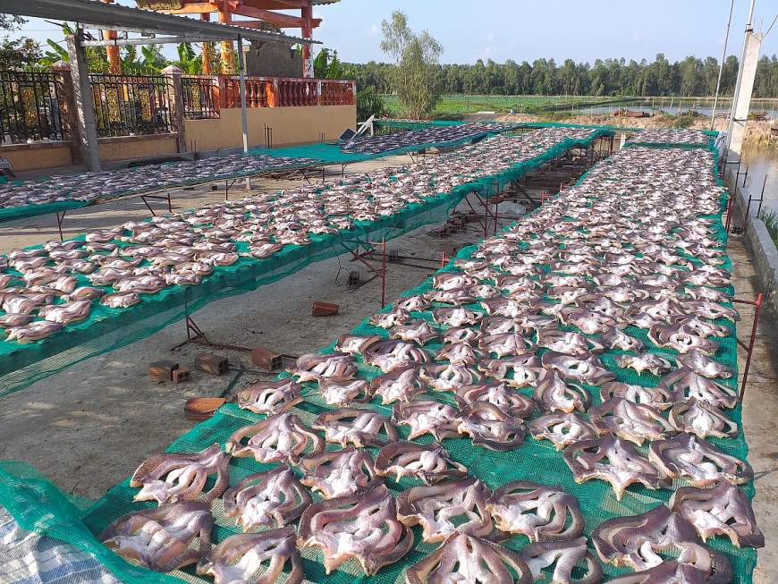 Làng cá khô Phú Thọ hối hả vào vụ Tết