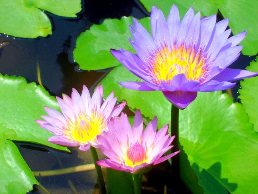 Nghệ nhân trồng hoa súng