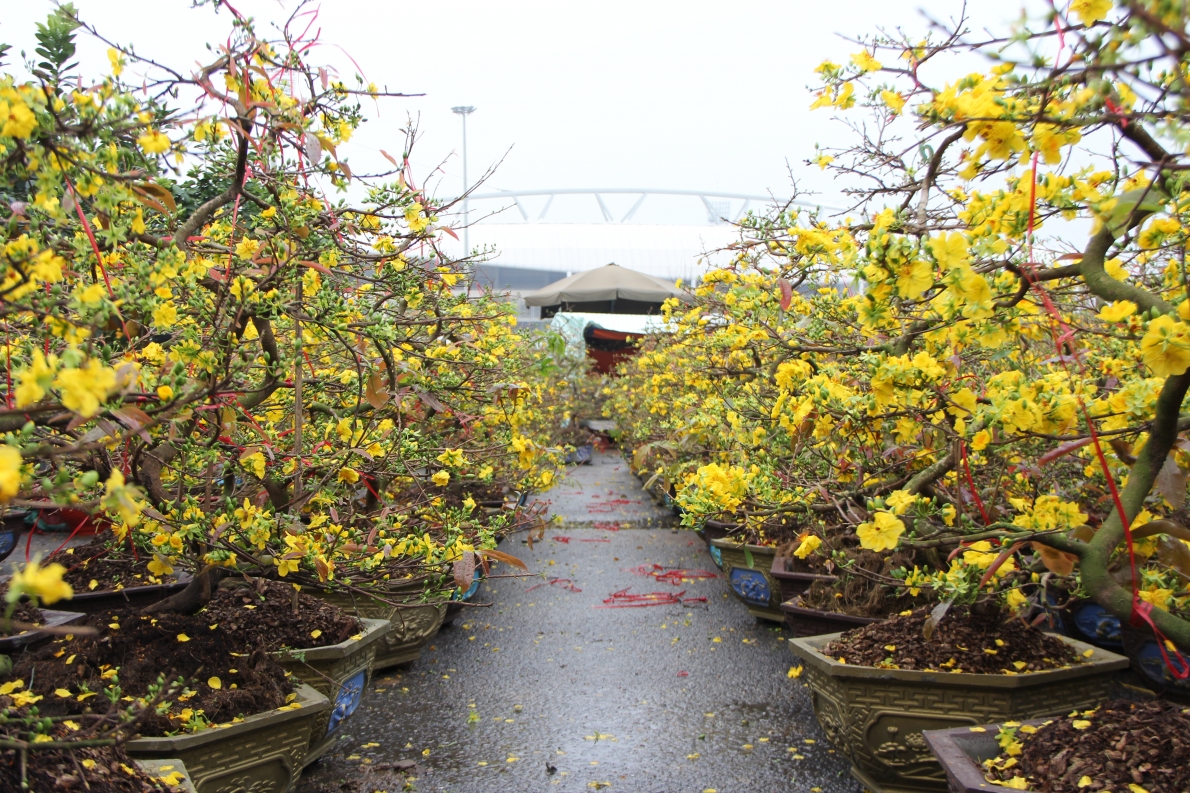 Cận Tết, mai vàng Bình Định vắng người mua