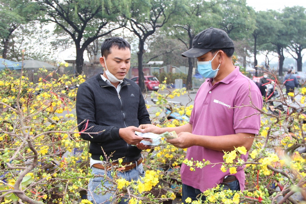 Cận Tết, mai vàng Bình Định vắng người mua