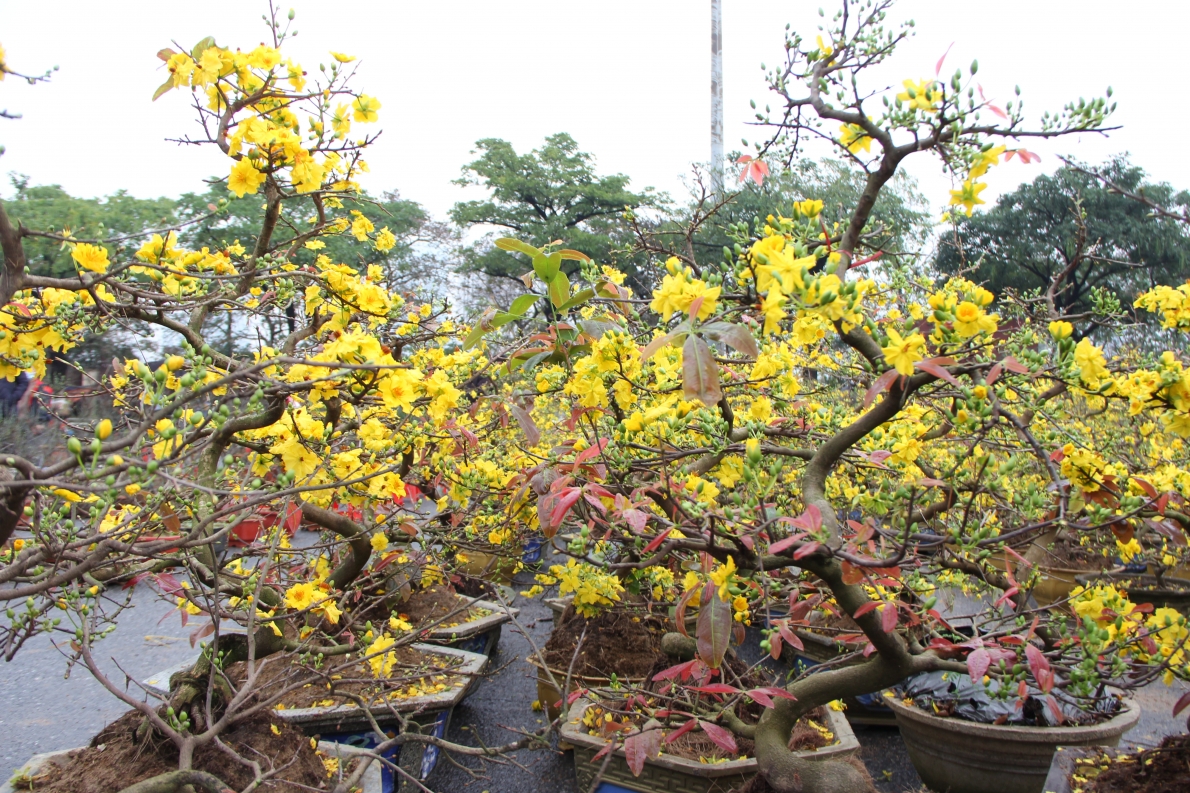 Cận Tết, mai vàng Bình Định vắng người mua