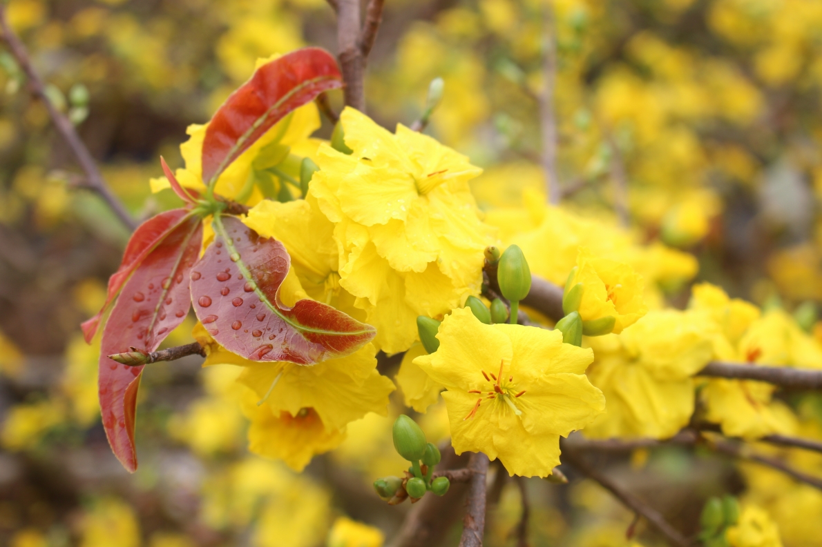 Cận Tết, mai vàng Bình Định vắng người mua
