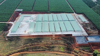 Gia Lai: Xử phạt 70 triệu đồng, buộc phải di dời trang trại lợn Lơ Pang xây trái phép