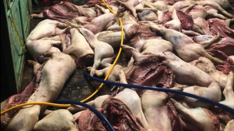 Tin ngày 10/5: Thái Lan thắng Singapore 5-0; mổ trăm con lợn thối đem bán lấy lời