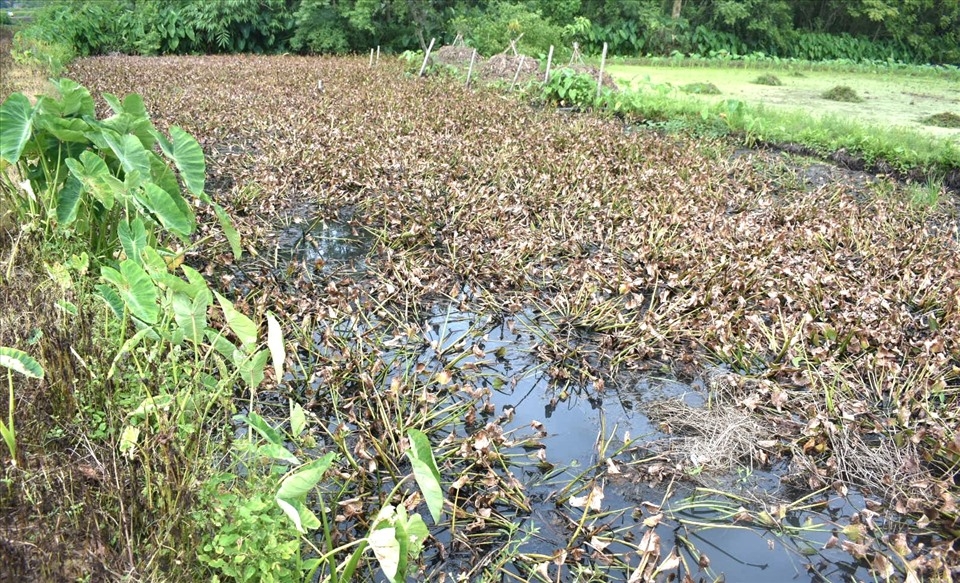 Sau phản ánh gây ô nhiễm môi trường, xưởng sản xuất thạch rau câu 