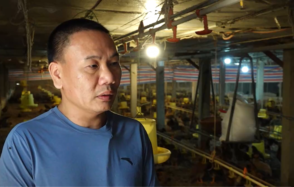 Mất điện đột ngột hơn 15 ngàn con gà bị chết ngạt, chủ trại gà thiệt hại nặng nề