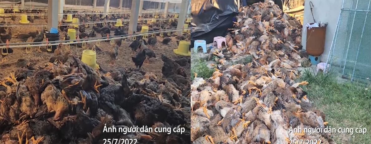 Phú Thọ: Hàng nghìn con gà bị chết ngạt do sự cố điện