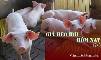 Giá thịt lợn hơi ngày 12/8: Miền Trung giảm, miền Nam tăng nhẹ