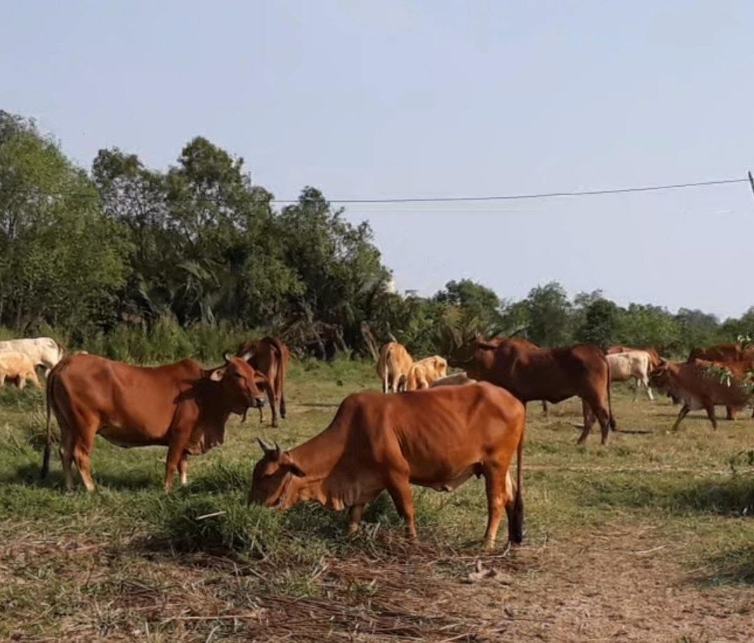 Xót xa hơn 1 triệu m2 đất bỏ hoang 15 năm, cho bò thả rông, vịt chạy đồng …