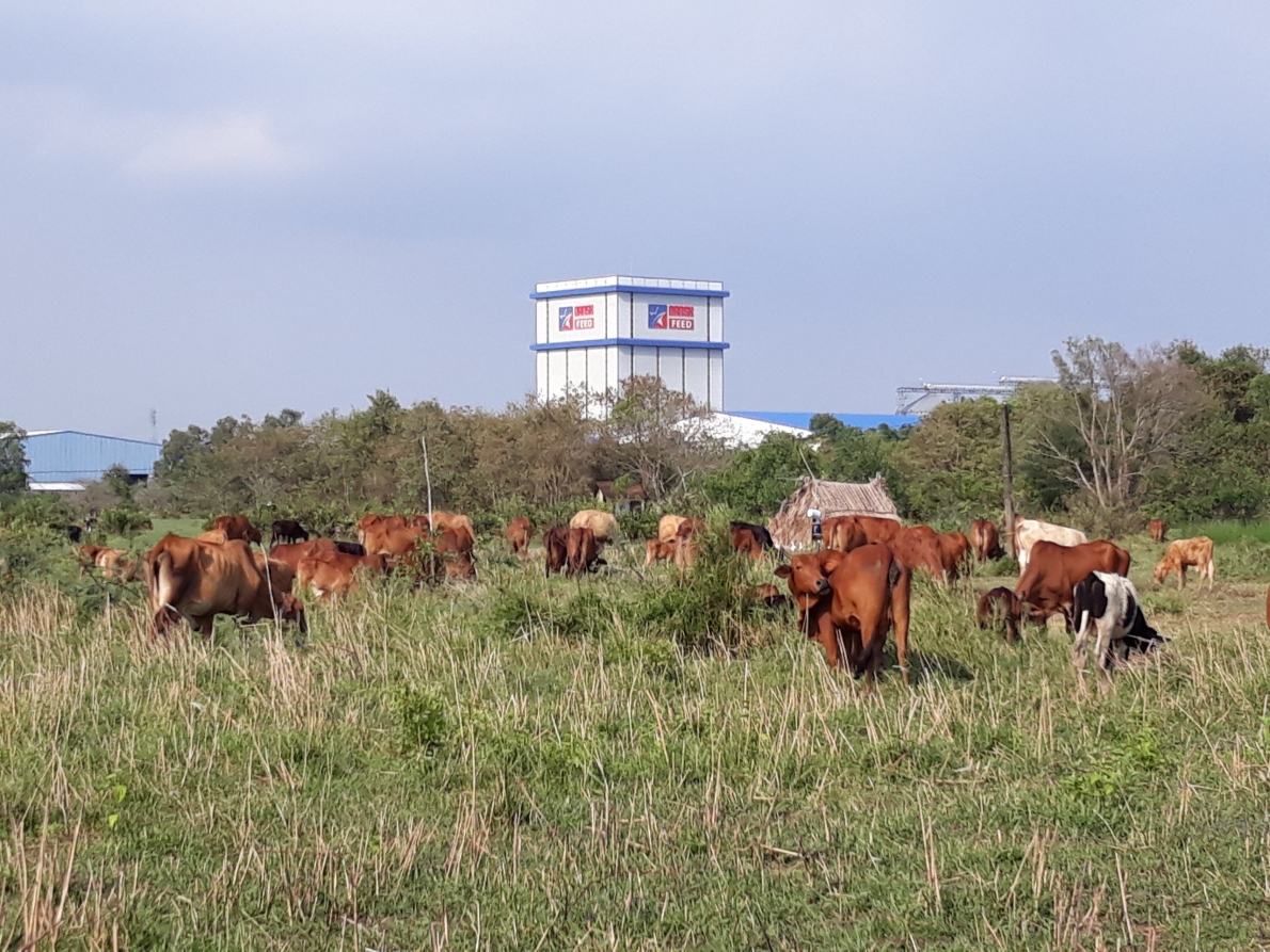 Xót xa hơn 1 triệu m2 đất bỏ hoang 15 năm, cho bò thả rông, vịt chạy đồng …